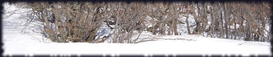ArbreHiver