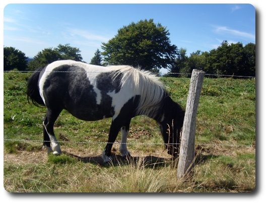 Cheval dans la montagne vosgienne  Chvreroche