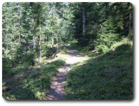 Le Sentier des Poudingues, dans le Massif du Corroy, en fort communale de Remiremont