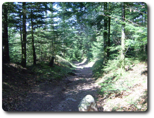 Chemin born prs de la Croisette d'Hrival