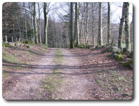 Chemin forestier,  Clairegoutte, en allant vers la valle du Ruisseau de Mreille