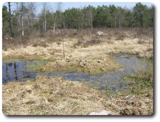 La tourbire de la Demoiselle, situe  l'est de la Vge prs
de Remiremont